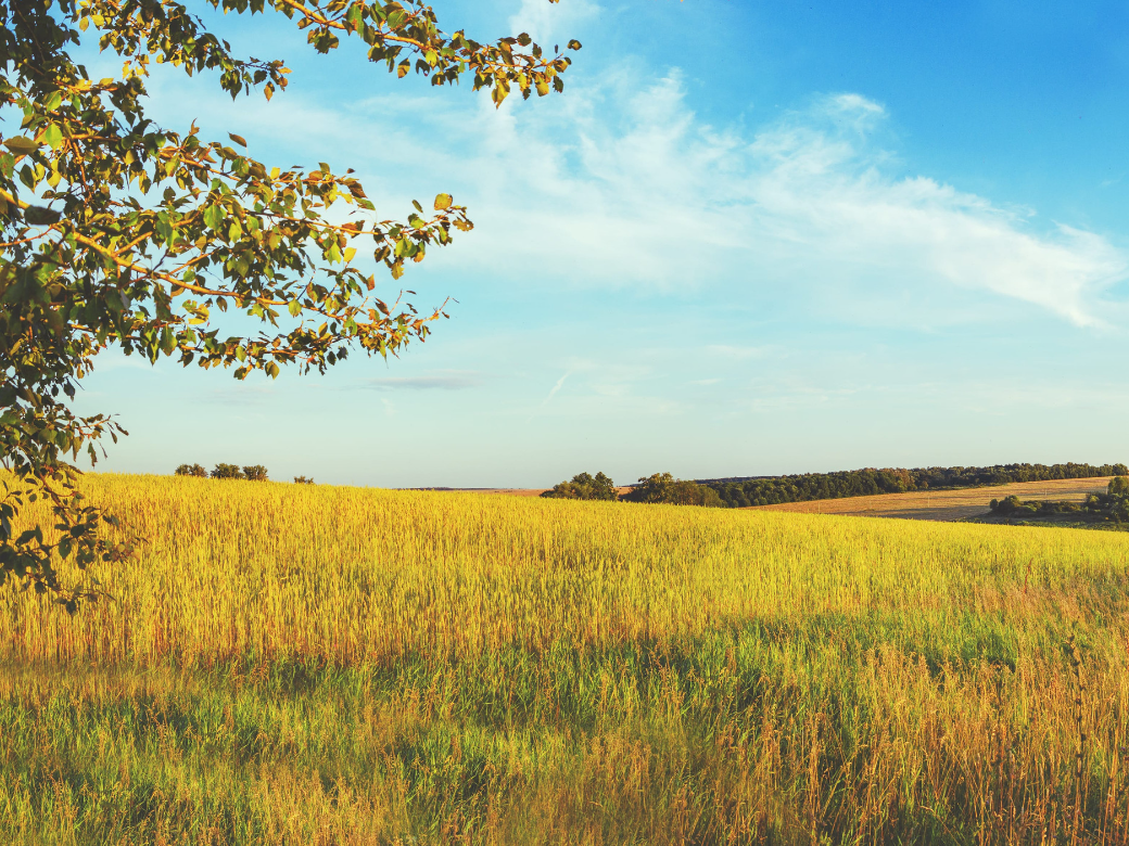 Tree in field landscape.