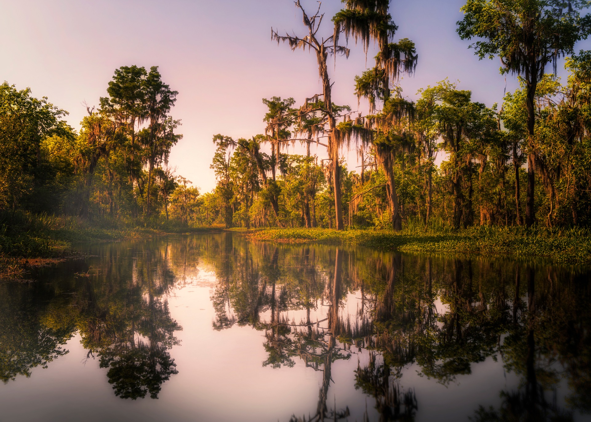 lake in swamp land